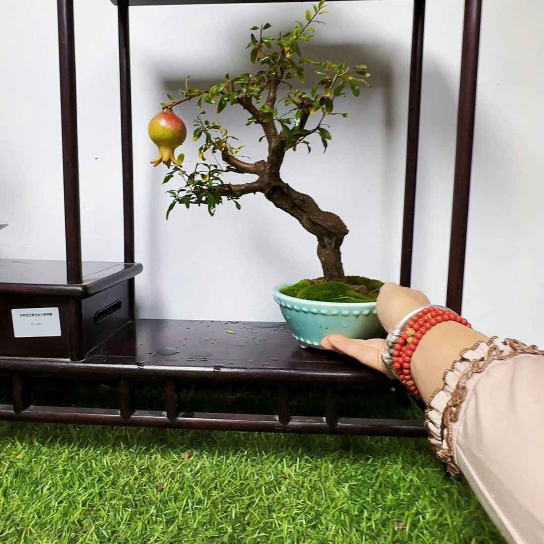 晚***6无花朵石榴老桩都包邮