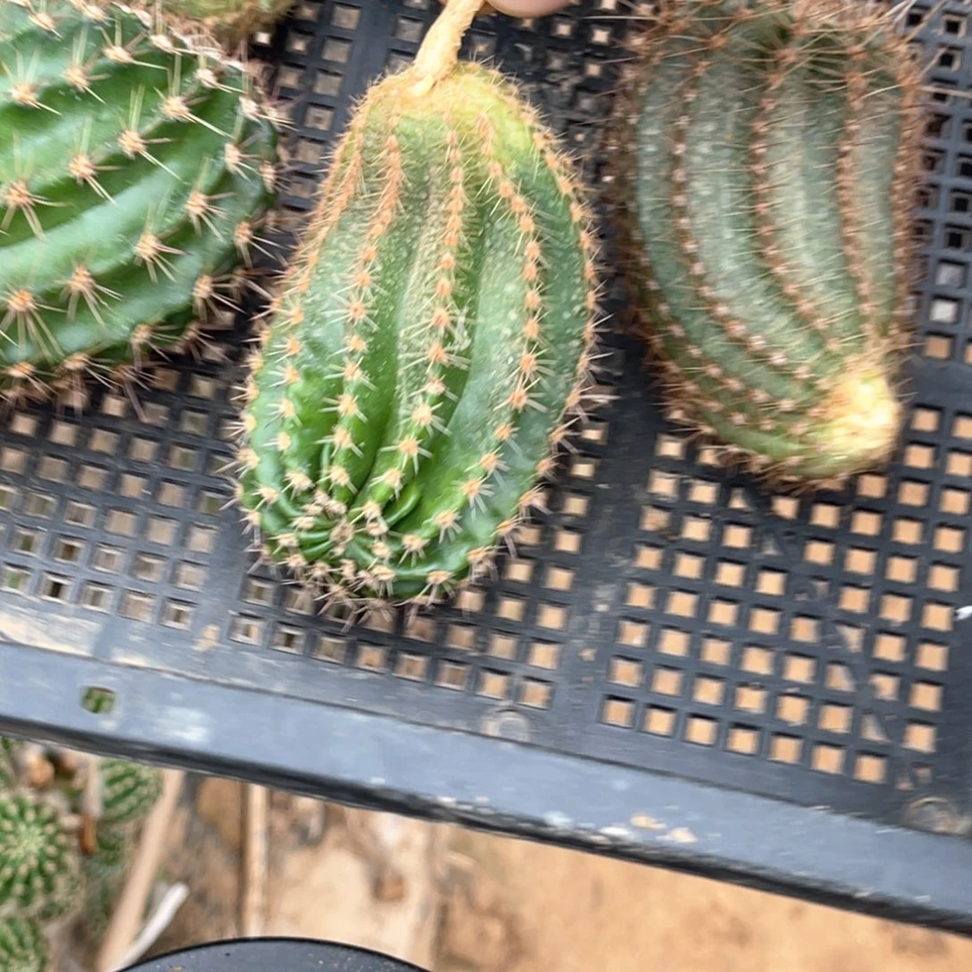 凤***妞彩草 侧芽 歪 满20包邮6个