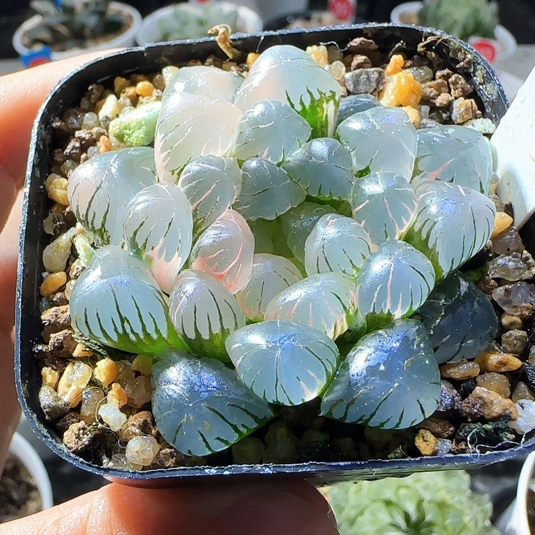 098号大窗冰灯玉露锦一物一拍带盆土
