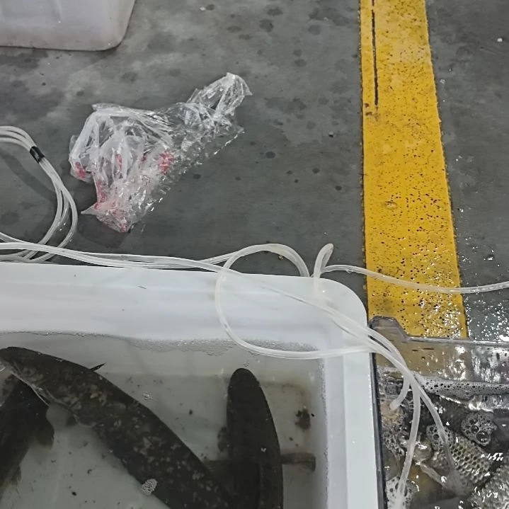 石台小李代购2条鲢鱼4条鲫鱼