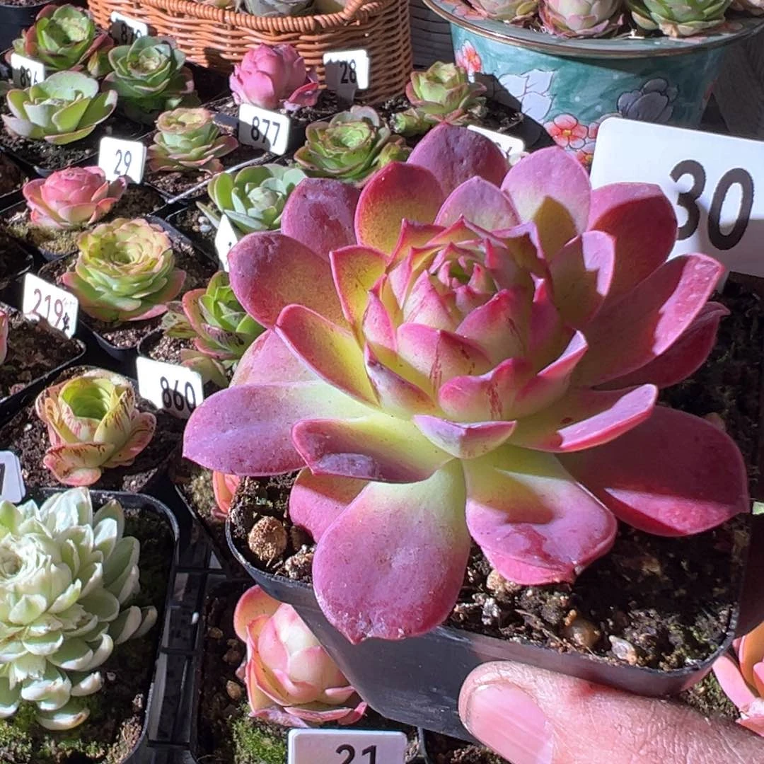 沐*黄杂30山地玫瑰多肉