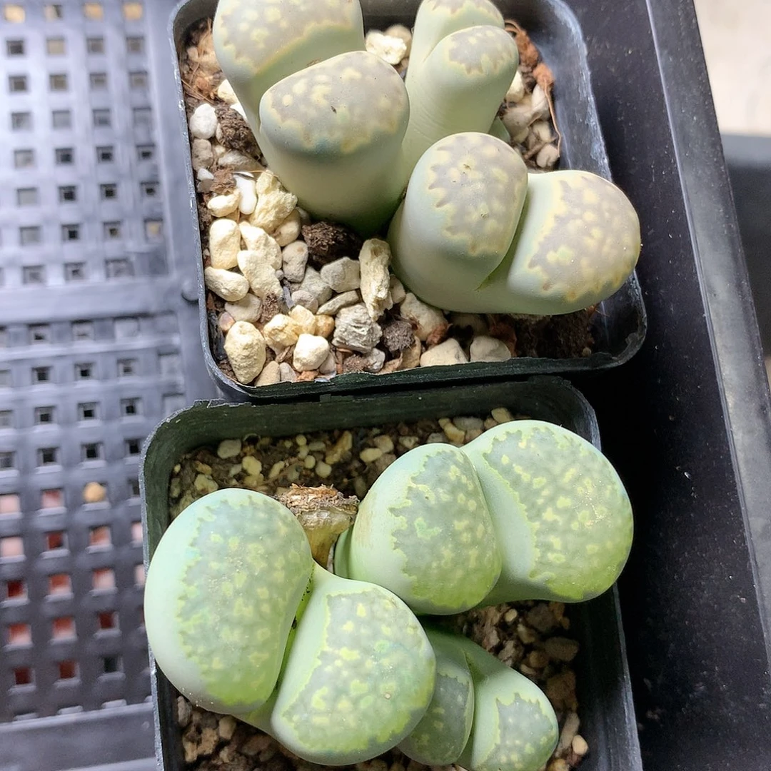 小*G364多肉植物保护研究所