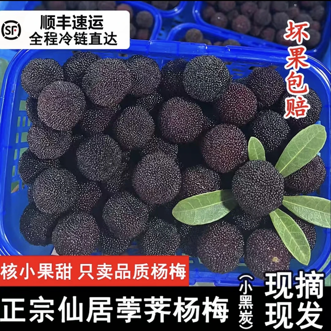 新鲜现摘仙居荸荠杨梅【黑炭杨梅】，3斤/6斤装顺丰江浙沪包邮