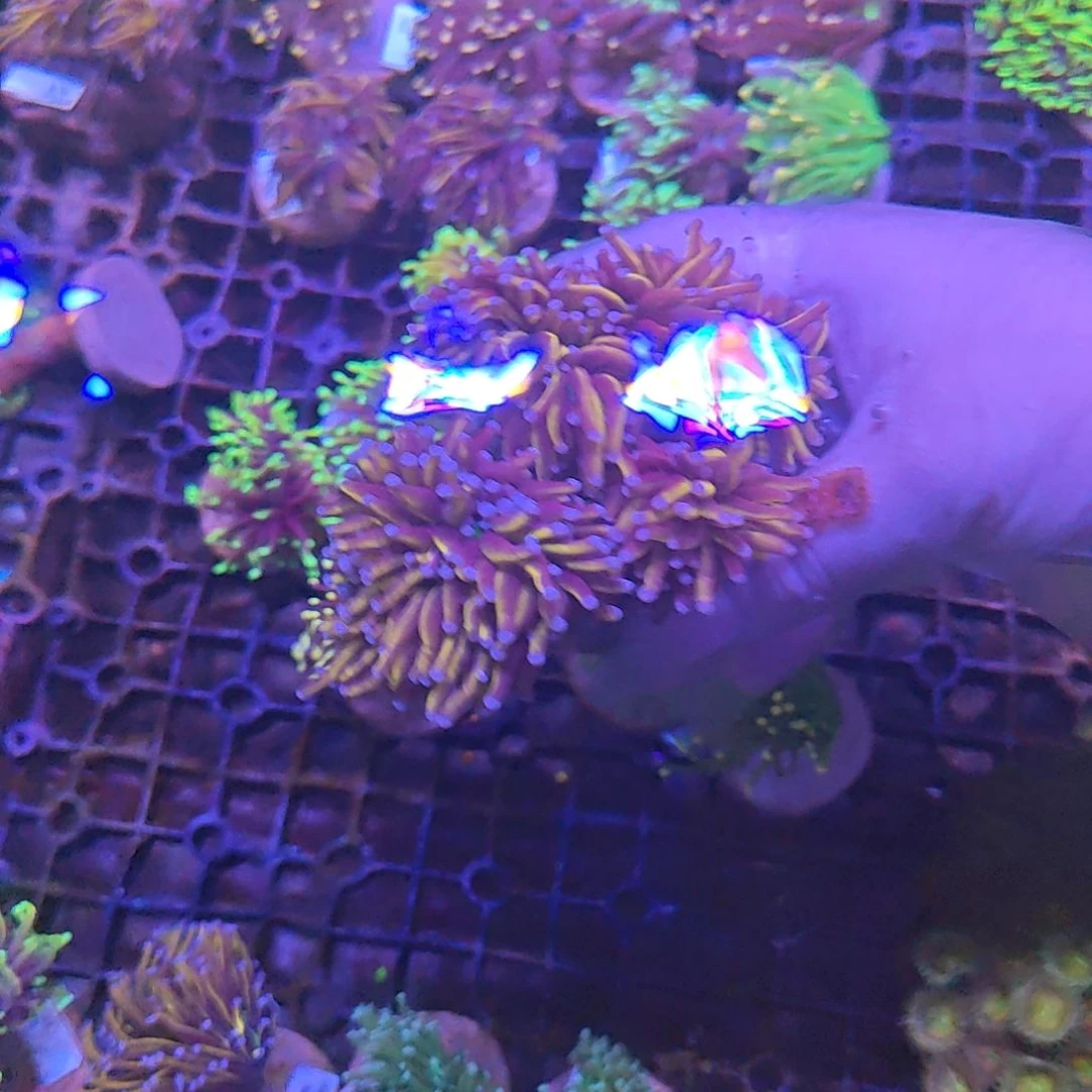 纽扣珊瑚24k火柴珊瑚海缸
