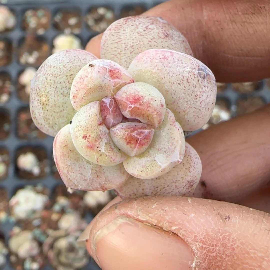 多肉小卡拉米糖心一物一拍