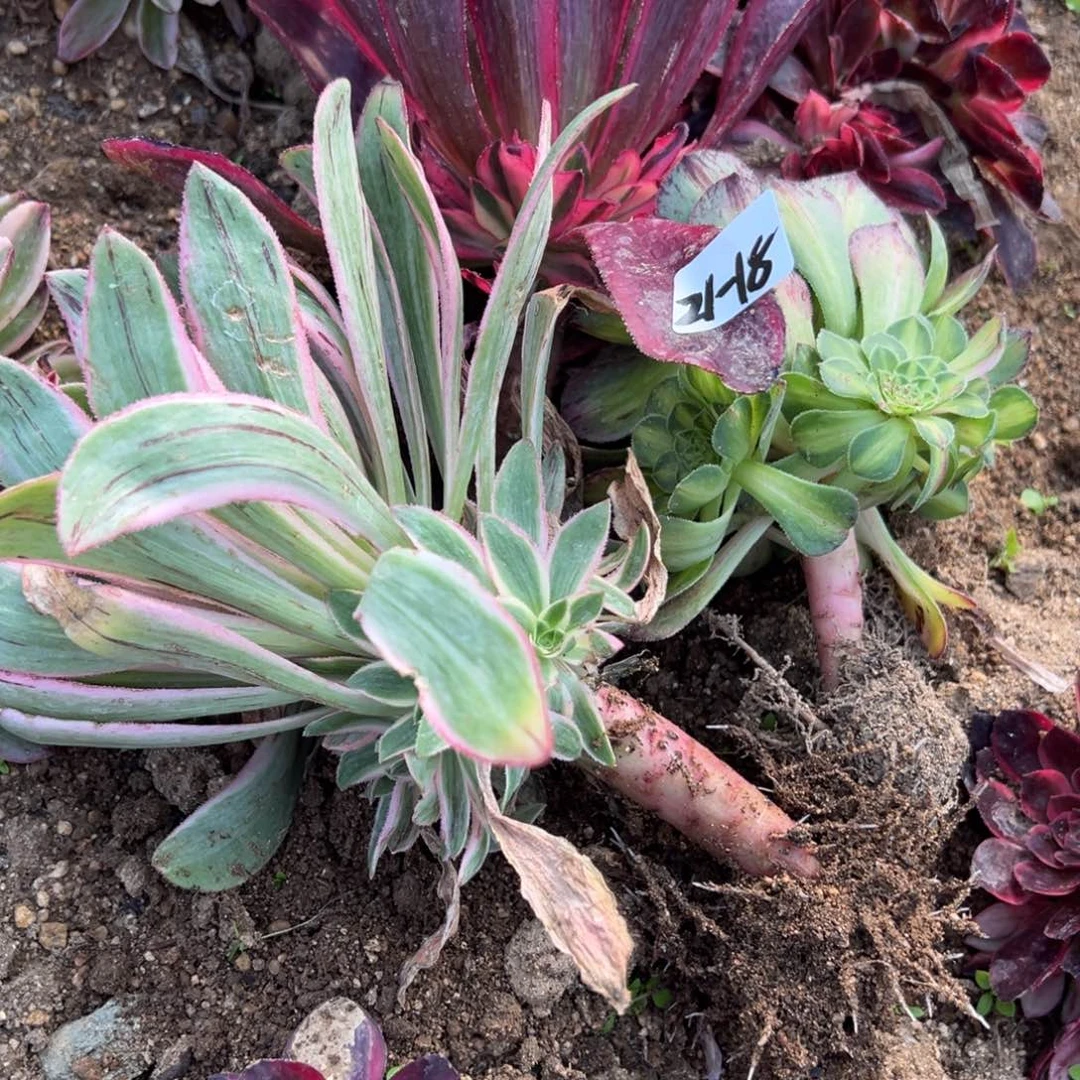 18三颗多肉植物紫