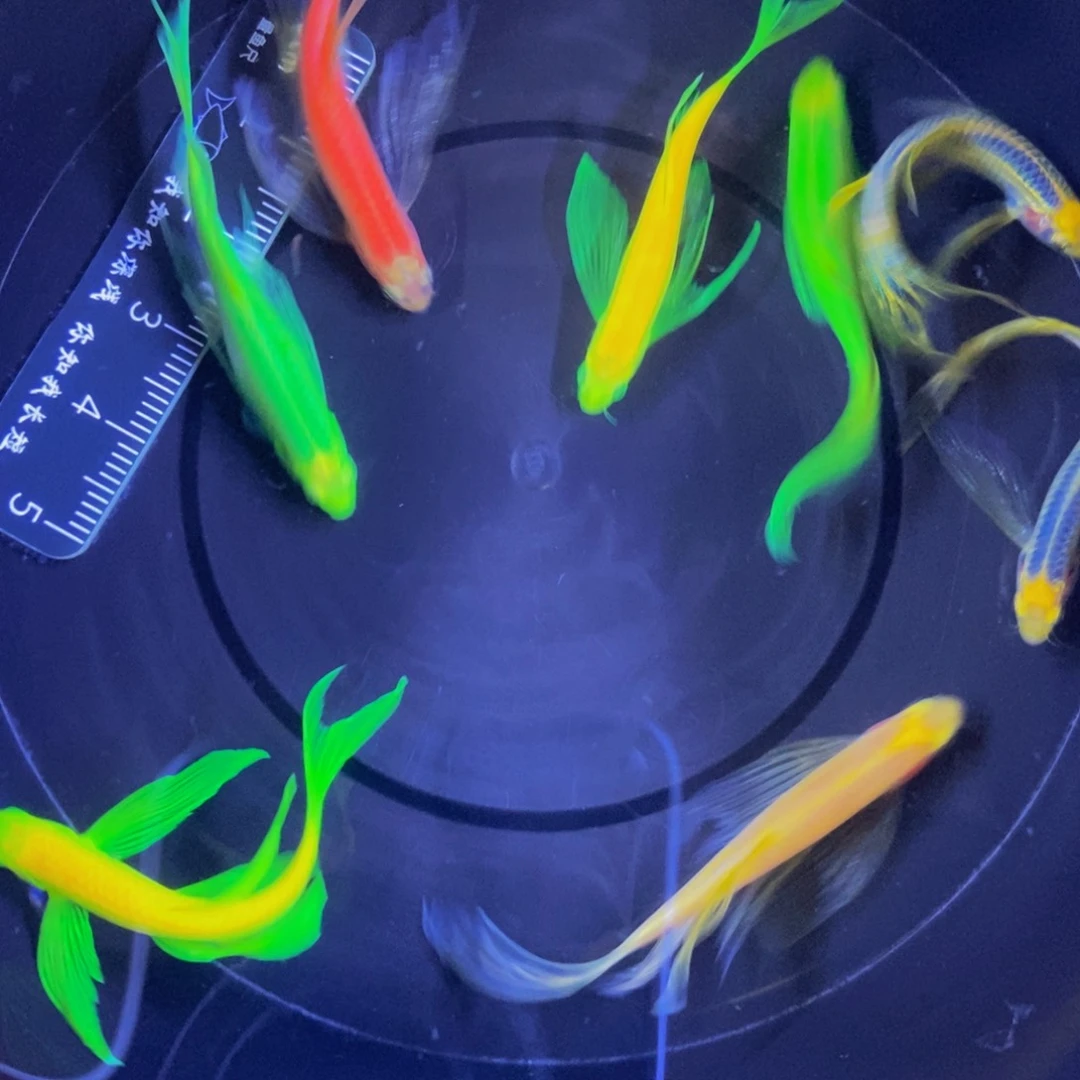 斑马鱼蝶翼斑马福利练手鱼微瑕8条4厘米