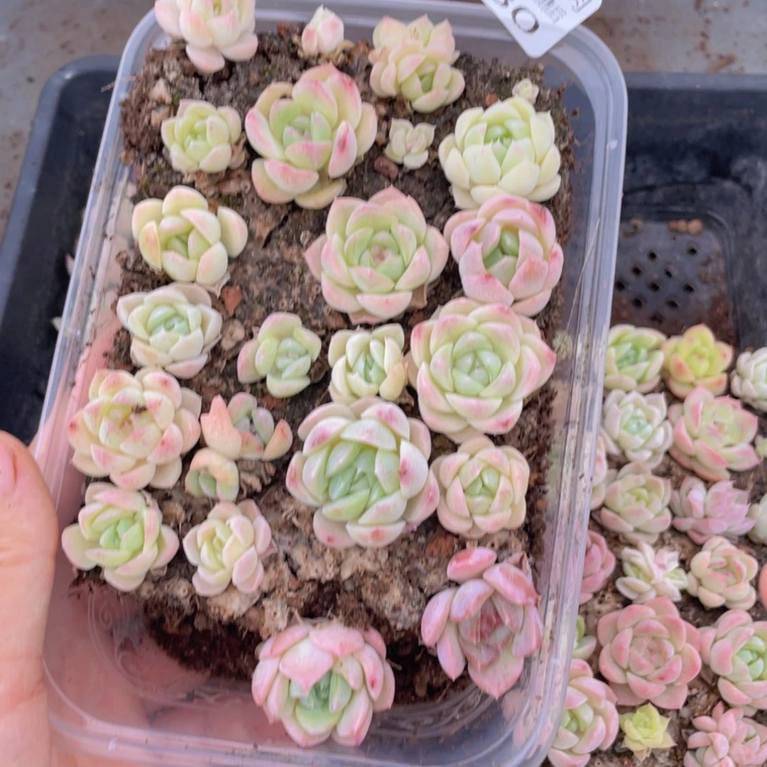 云糖心多肉植物080