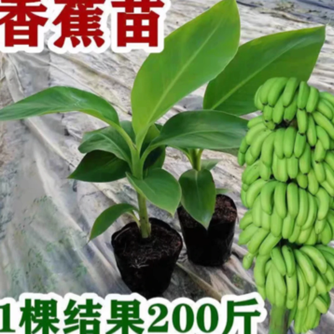 矮化矮脚组培香蕉树苗桂蕉九号粉蕉带土带叶发货广西发货