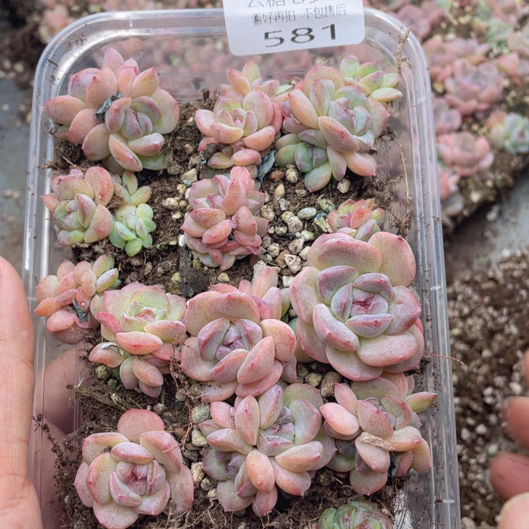 云糖心多肉植物581