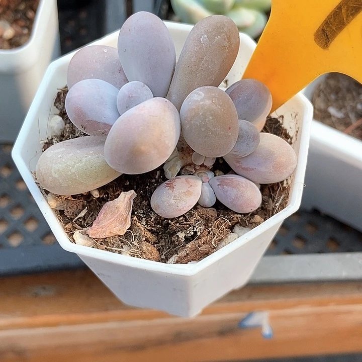 多肉植物蛋黄奶2096