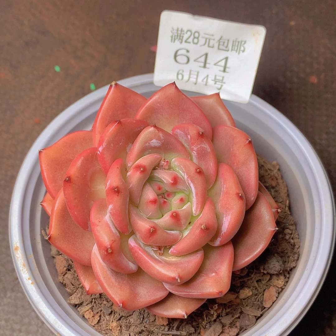 【闪购商品】云644号