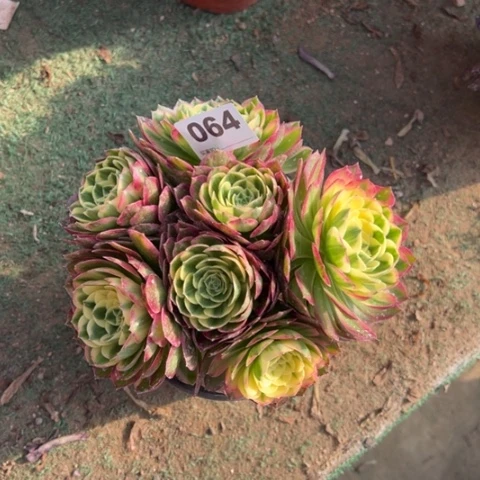 064海王朵朵多肉，