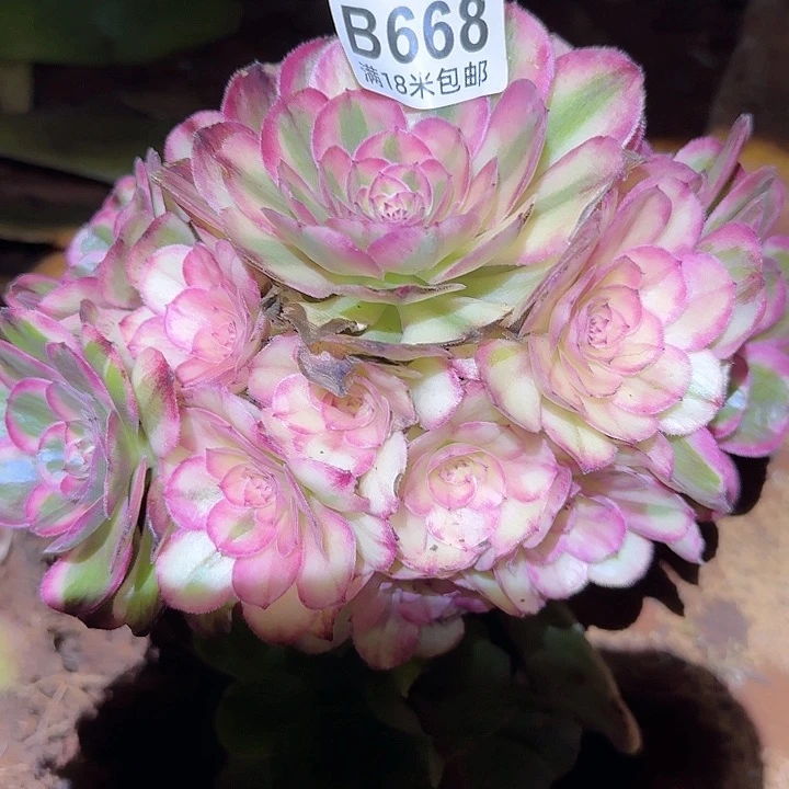 多肉法师海神朵朵