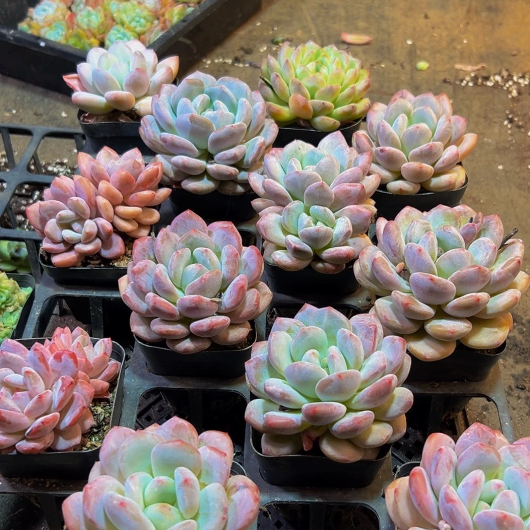 355多肉葡萄的价格也在