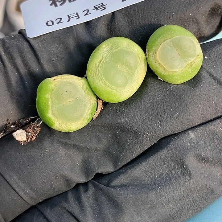 桃喜花园0203-74拉登3颗