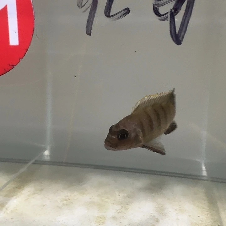 海水231号麒麟斑马母鱼