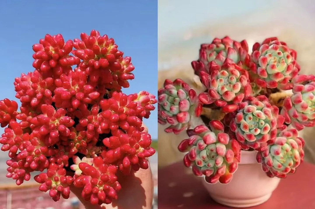 W虹之玉锦+蓝苹果组合【年宵纳福】年宵花多肉植物带原盆原土云南