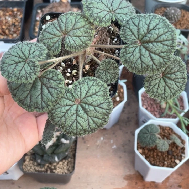 伸****爱225大圆叶洋葵块根