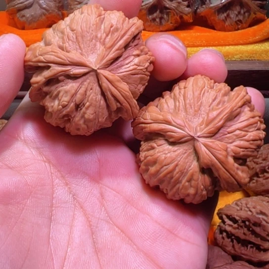 忆***闵土豪级白狮子大三棱46+边全品