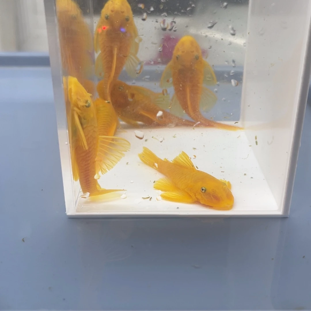 清道夫鱼俩公4母胡子开箱视频报损