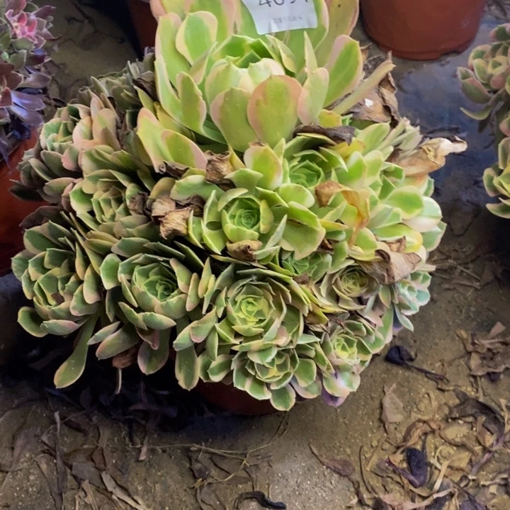 妖月多肉断头不包4091