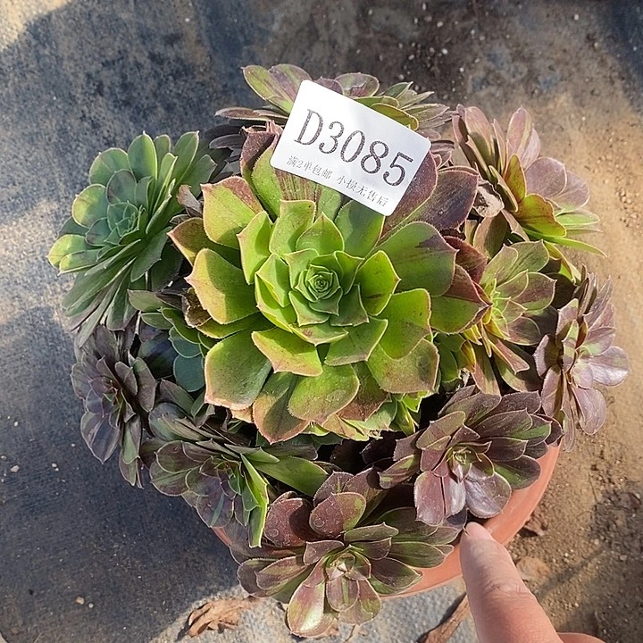 3085花月夜多肉植物的