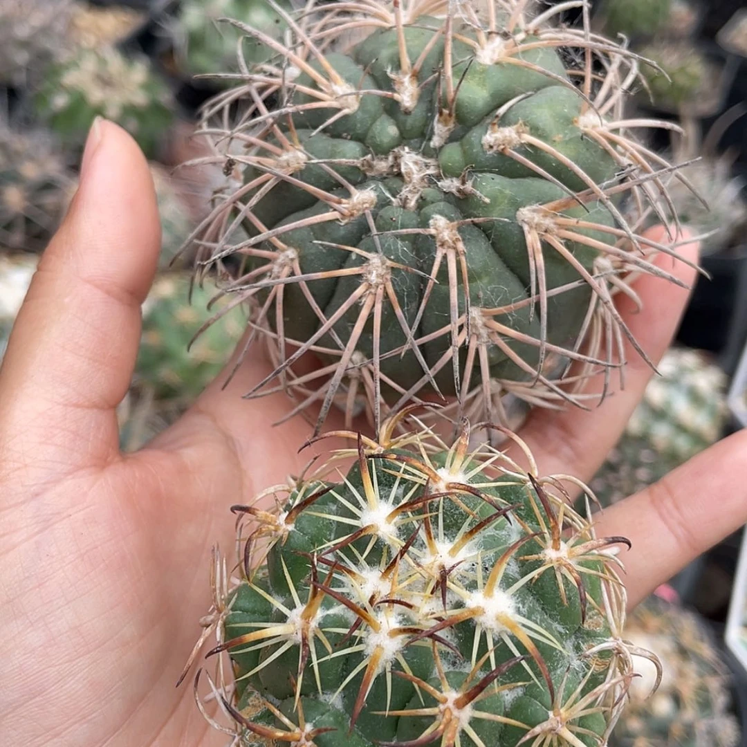 【闪购商品】组合冒根芽微瑕666