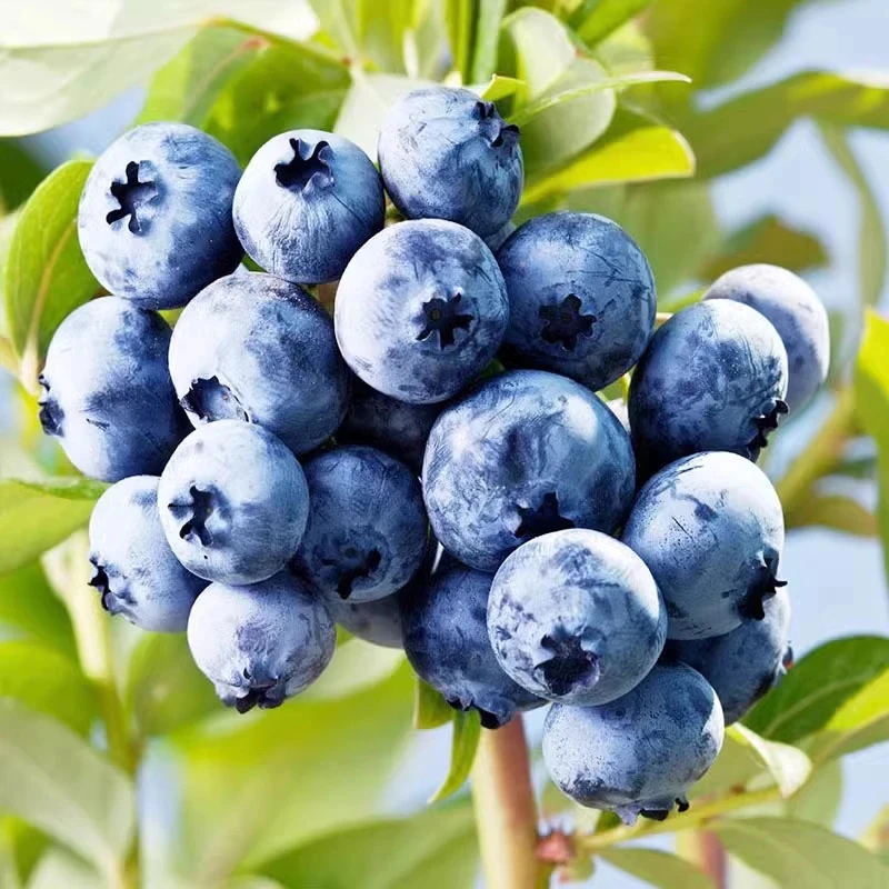 蓝莓树果苗盆栽带果发货特大号南方北方种植花香蓝莓水果树苗大全
