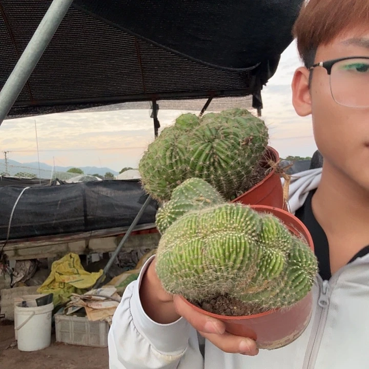 鱼****无花朵彩草哈哈哈哈哈哈哈