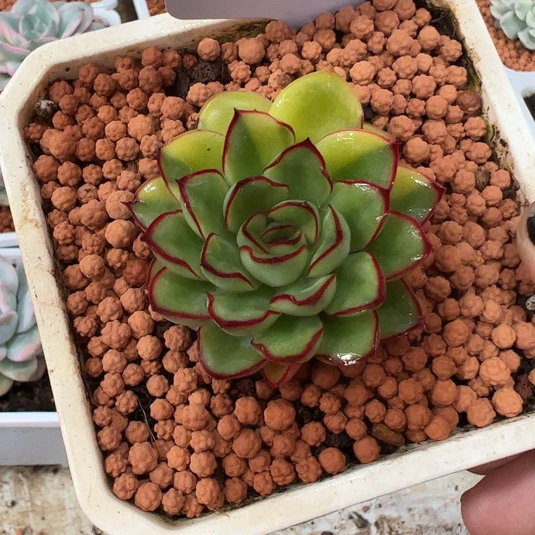 0290慈禧多肉植物000