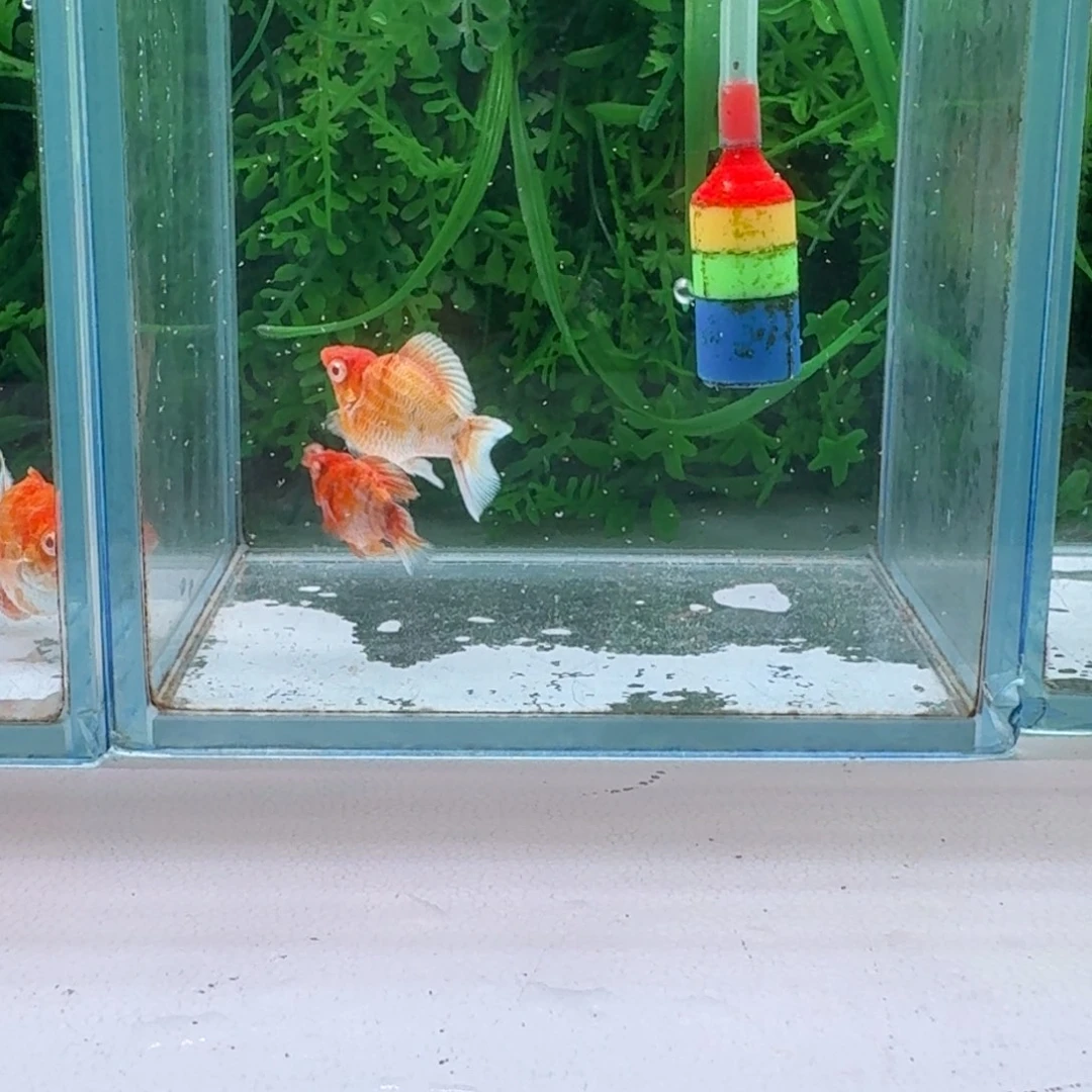 黑玛丽鱼94号玛丽2条