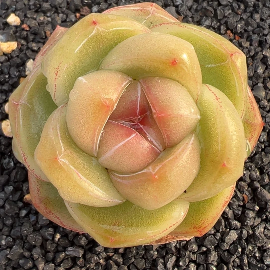 多肉一物一拍0213-17