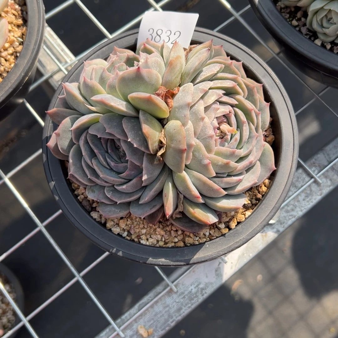 S****g3832肉多么多么多万元人物