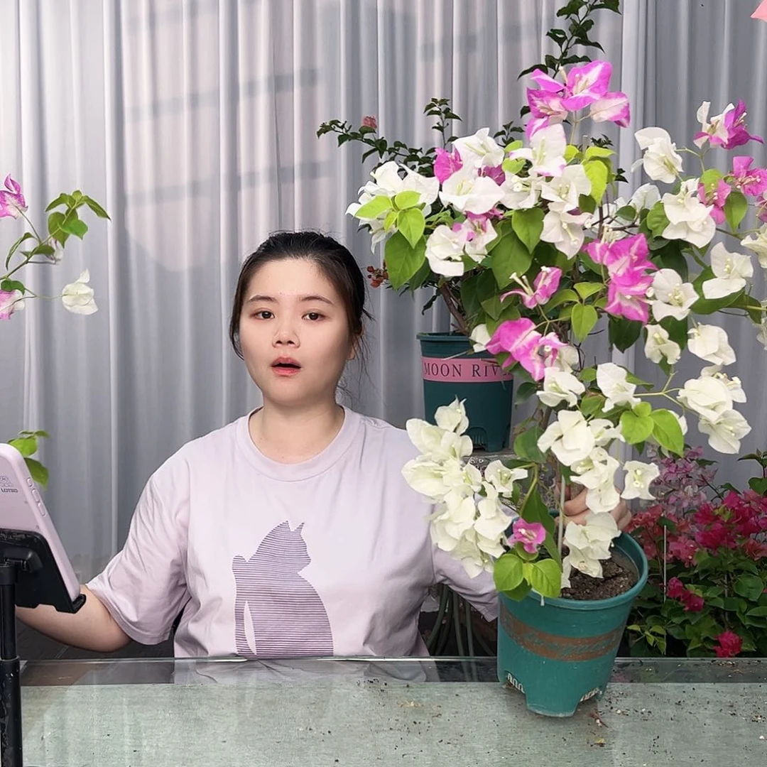 大部分开放少量花苞椰子冰带竹一颗