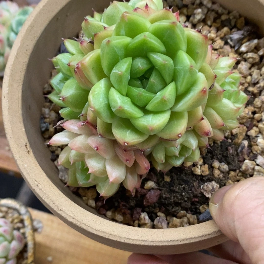 精品多肉一物一拍不包整112