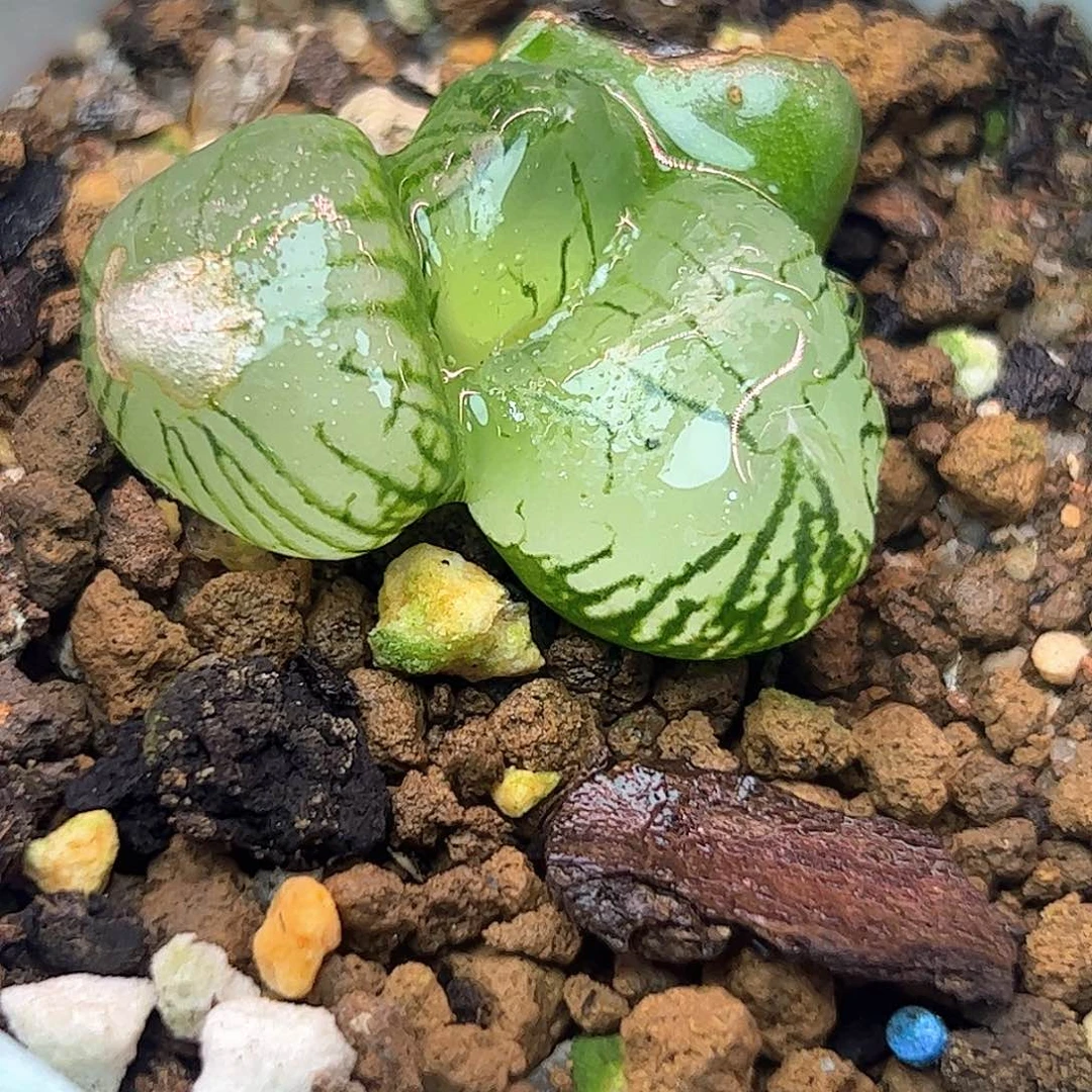 虞美人特选十二卷多肉植物