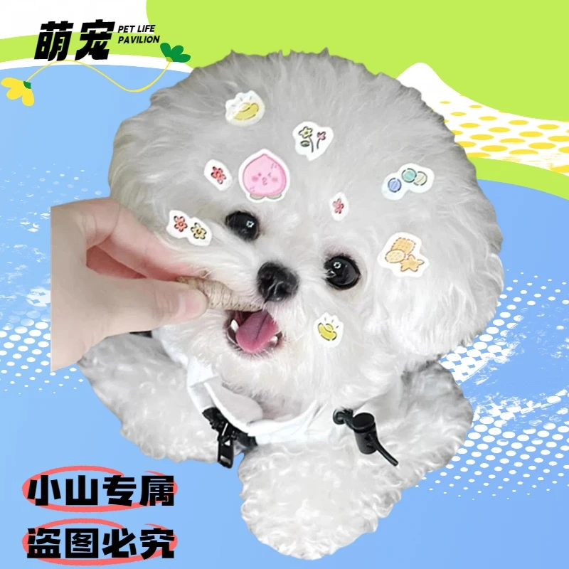 比熊泰迪博美幼犬宠物狗小D3