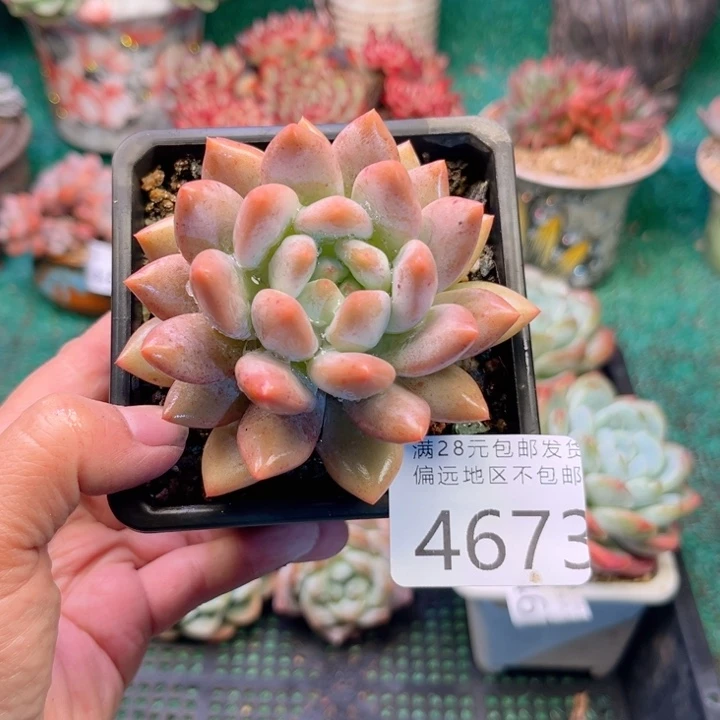 大4673，zvxvzvxvcvv