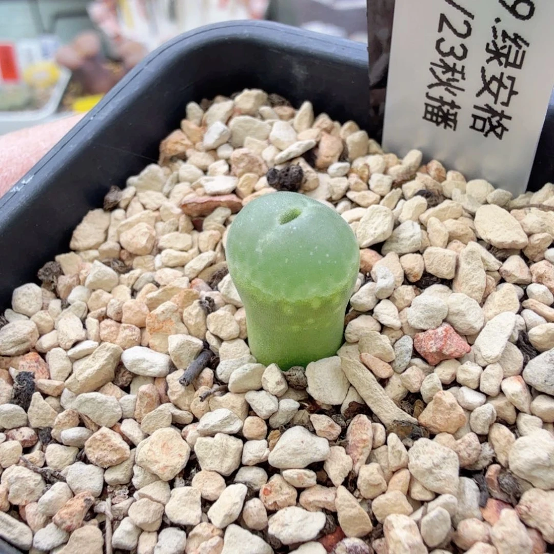 12-20-c15 绿安格小苗 2年