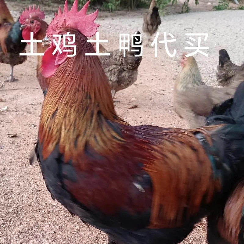 土鸡土鸭，正宗山货土特产
