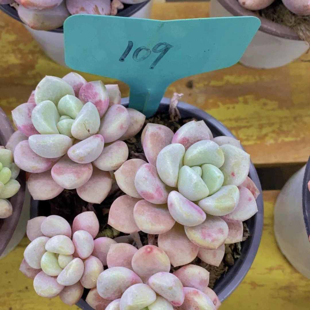 清货转场，一物一拍，看准下单