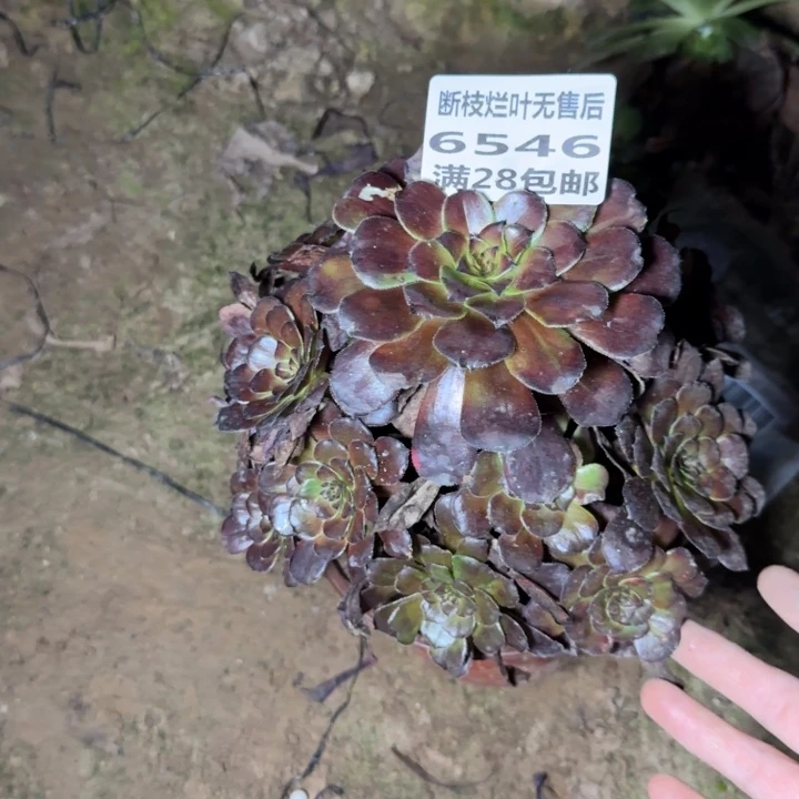 6546三号棚火烧云
