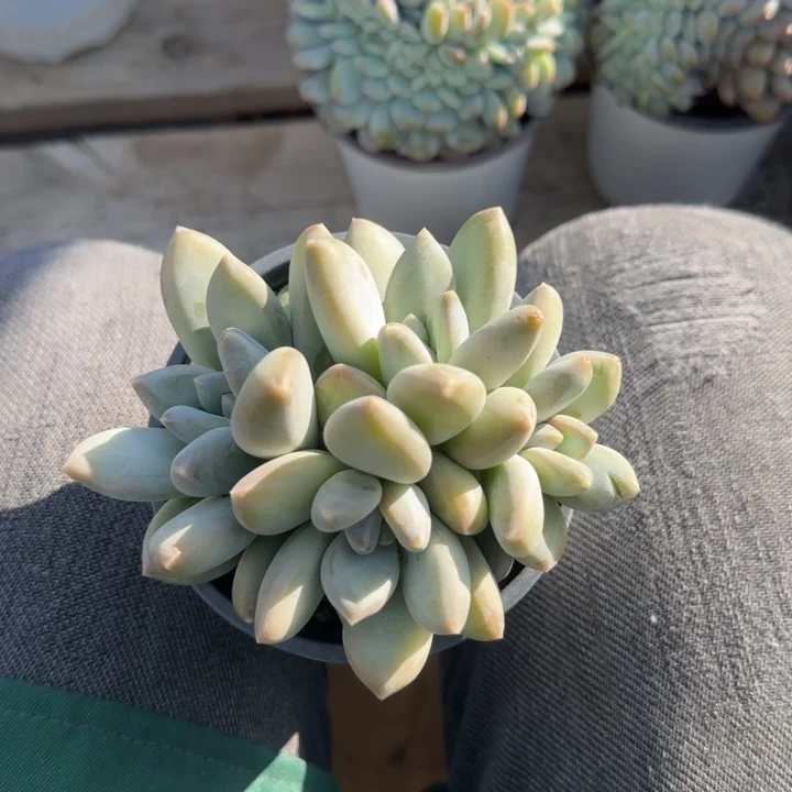 三色美人五十包邮老桩