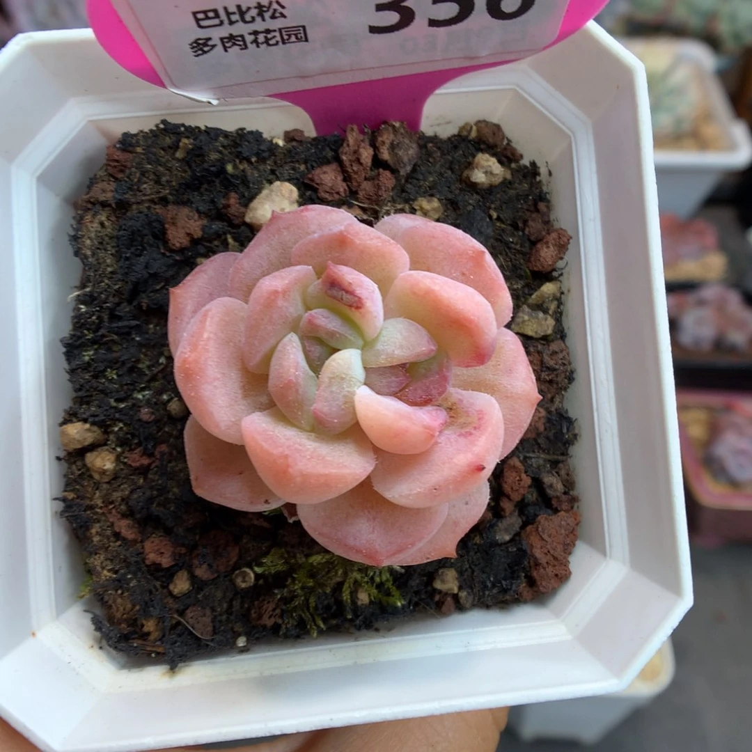 356双心冰魄石化多肉植物