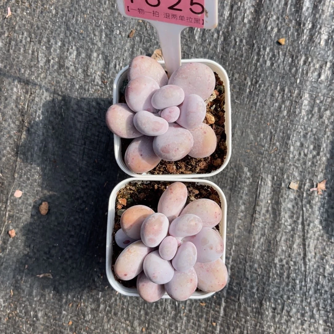 云尘多肉一物一拍1625