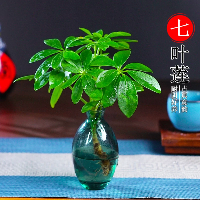 迷你七叶莲水培绿植八方来财鸭脚木室内花卉苗植物净化空气盆栽