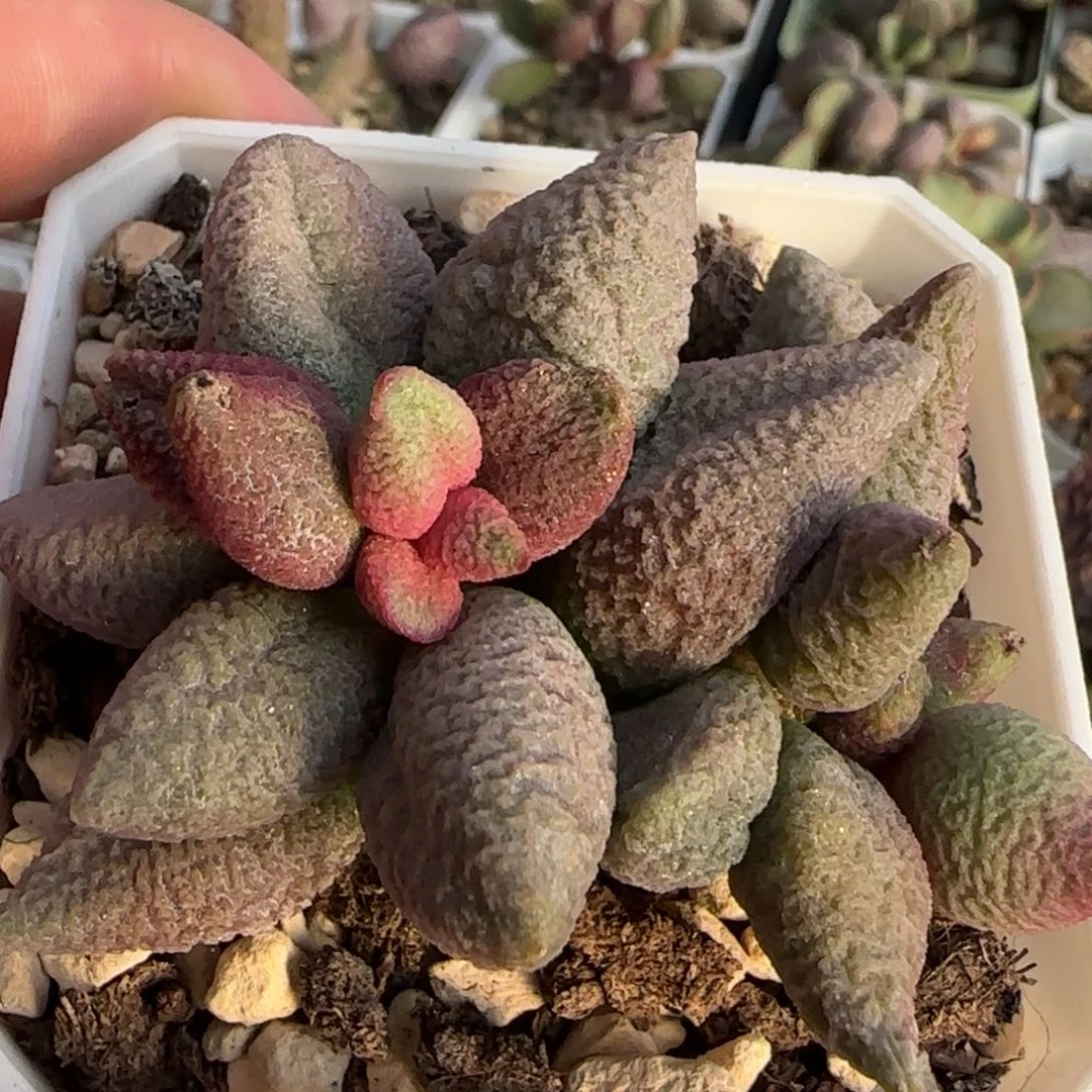 霓裳水泡多肉植物