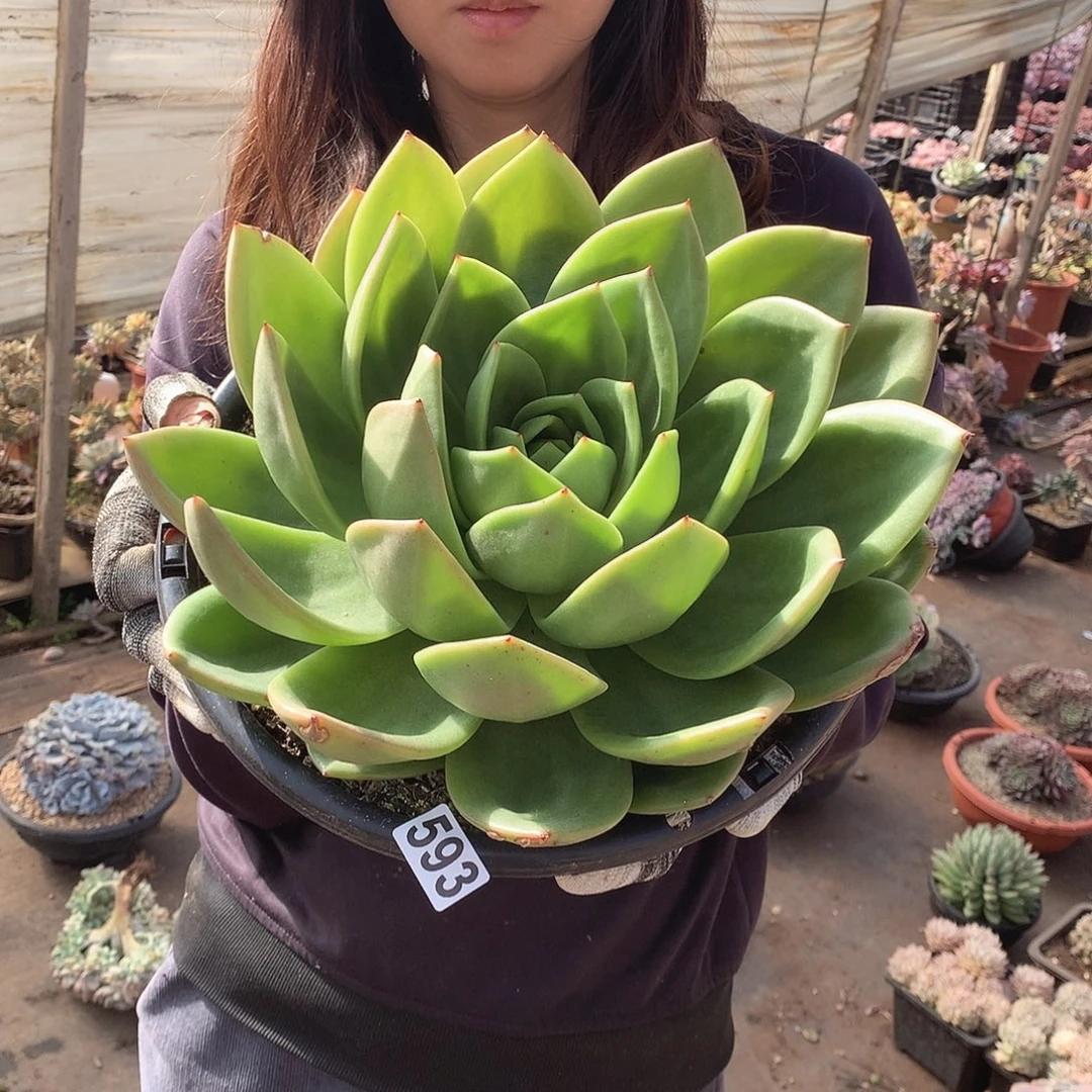 593翠花 一物一拍多肉