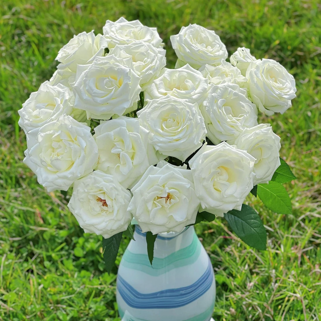 明日达【 10支 精选 白骄傲玫瑰】高贵纯洁象征 今日下单明日到达 （两单顺丰包邮）